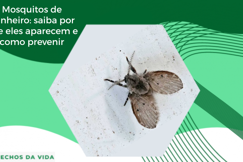 Como Acabar com Mosquitos de Ralo de Banheiro.